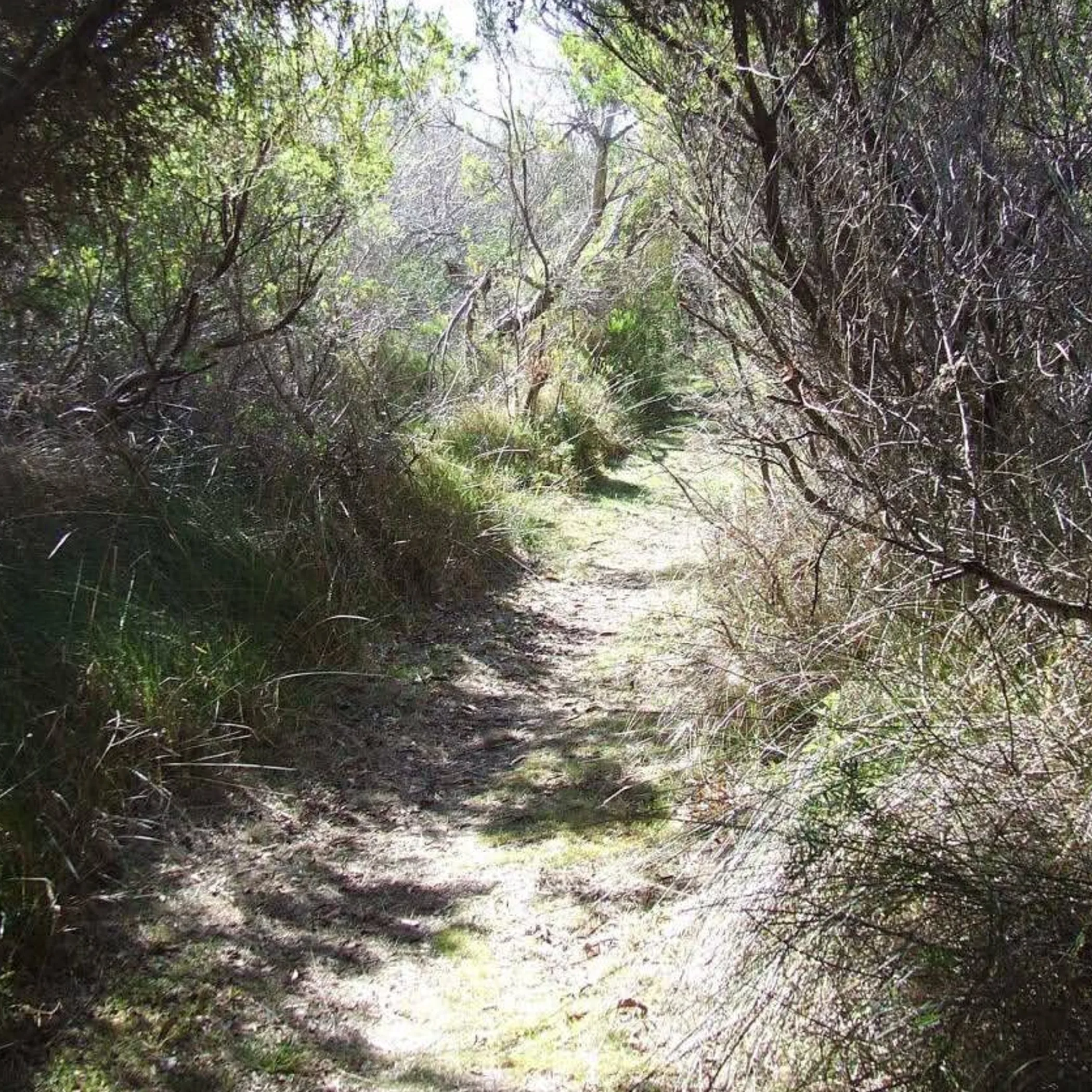 walking trail in limestone landscape
