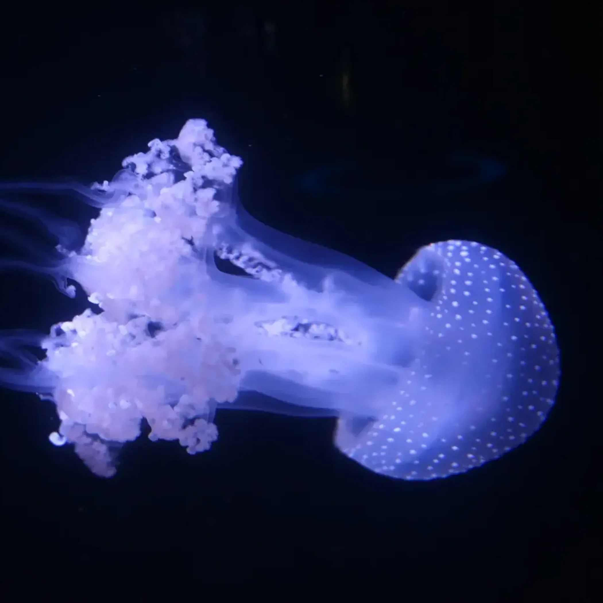 jellyfish swimming in clear tropical water
