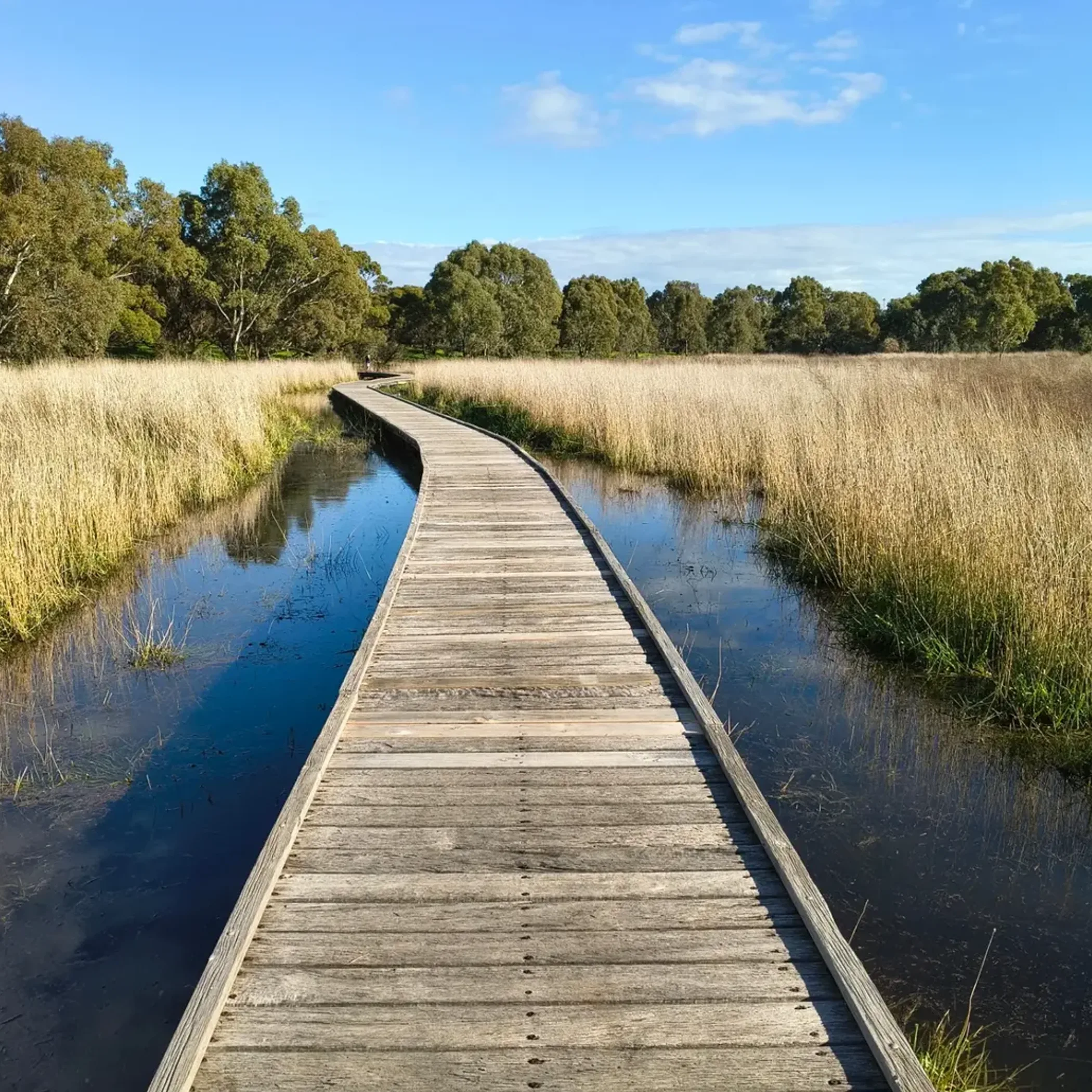 trail through wetland area