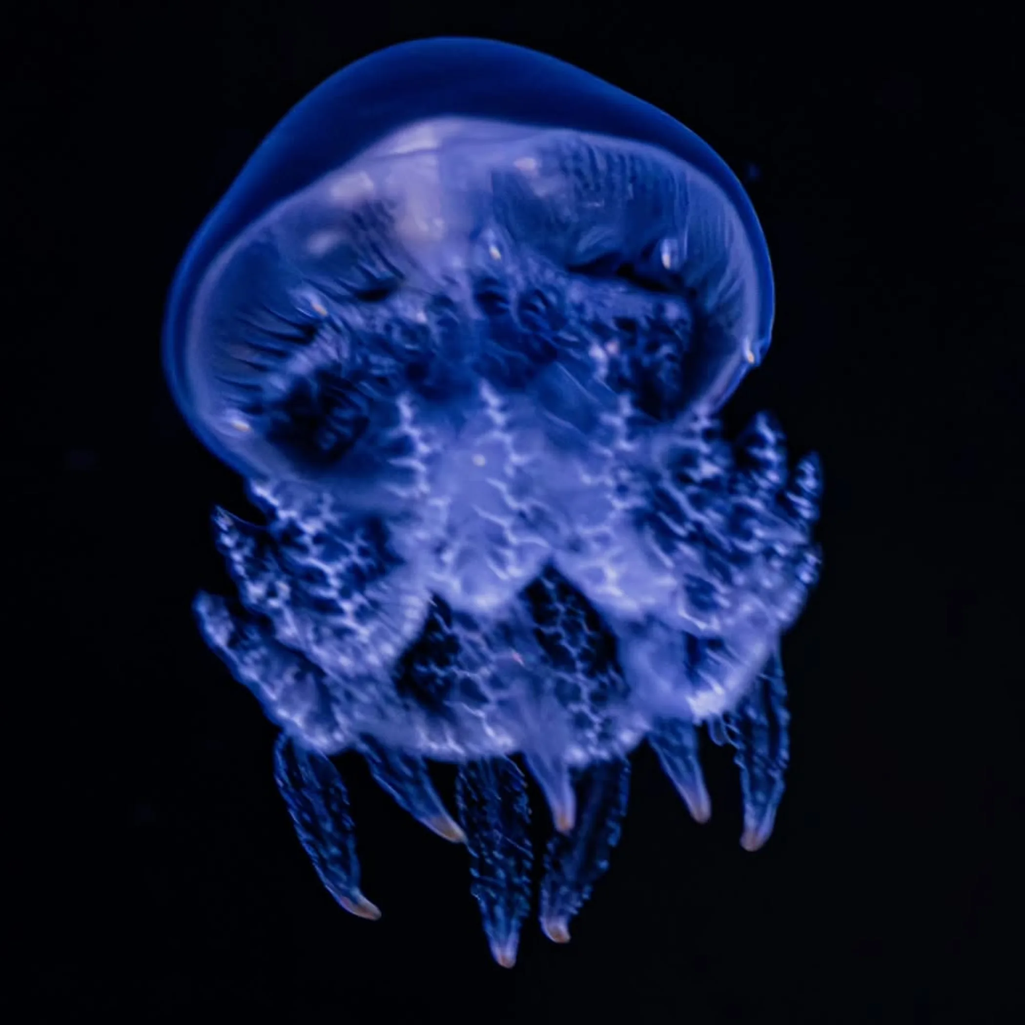 close-up of translucent jellyfish in water
