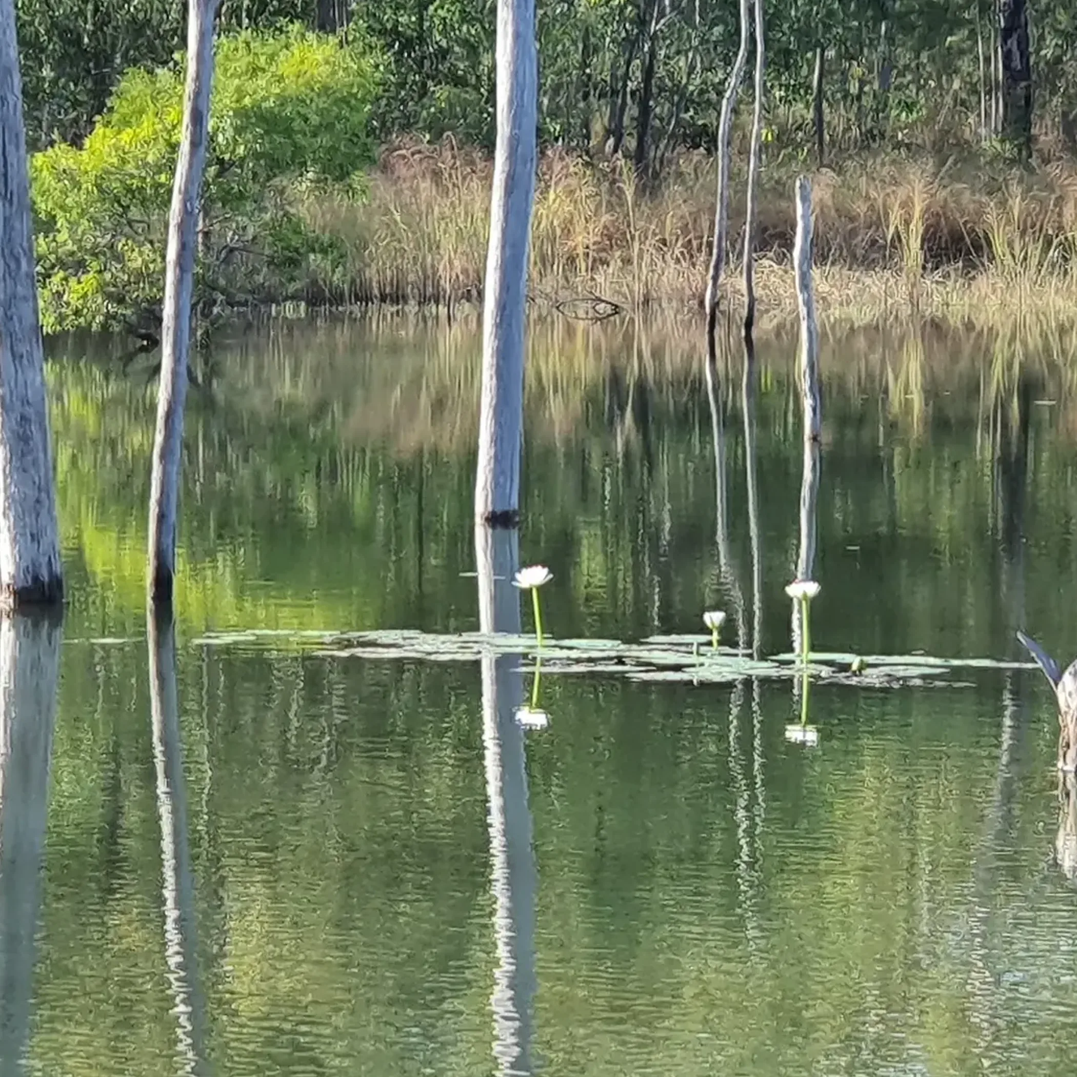 clear lagoon in cape york peninsula