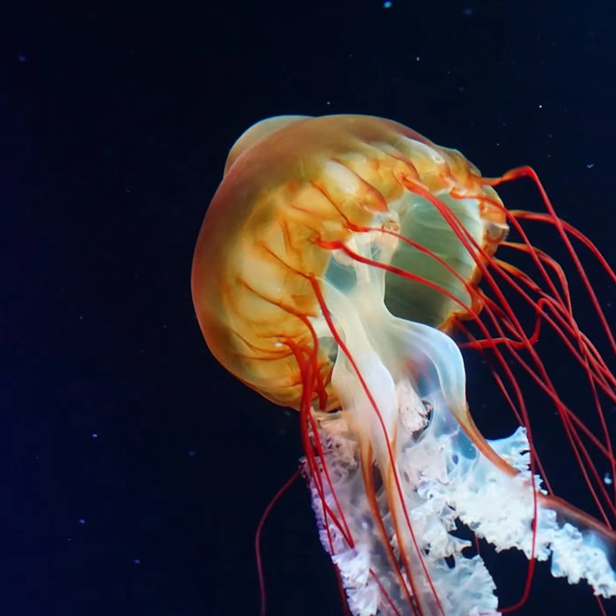 close-up of a jellyfish in water